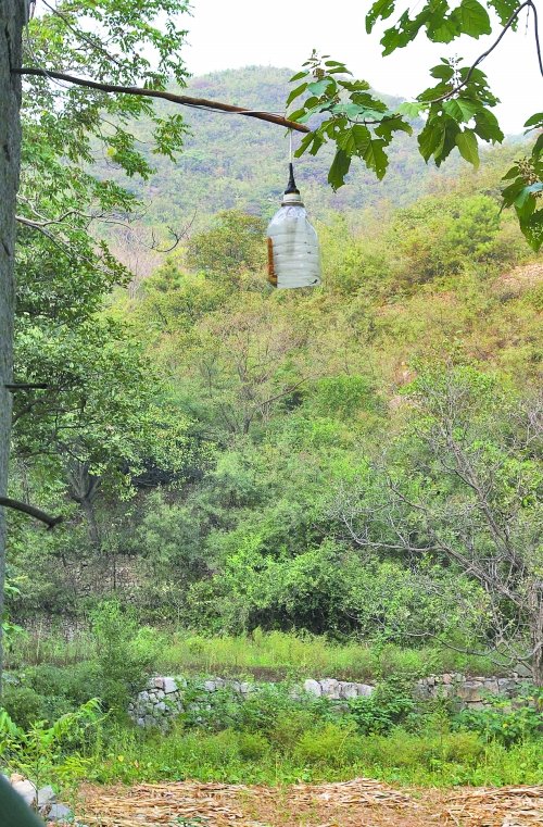 野豬豹子頻擾民 官方稱將遷出村民建森林公園