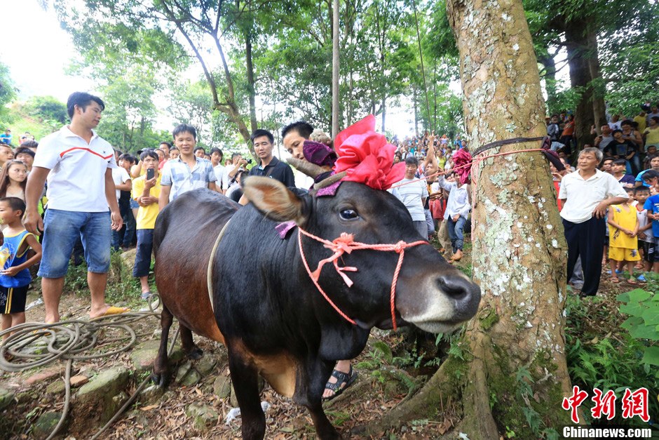 圖為村民給一頭黃牛頭戴上紅花準備進行“牽牛上樹”儀式。 譚凱興 攝