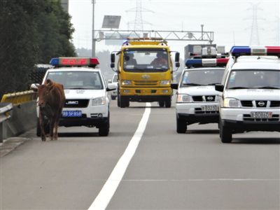 22省取消O牌車調(diào)查：特權(quán)變相保留 官員照闖紅燈