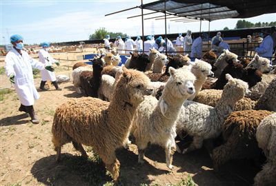 昨日，由智利進口的946頭羊駝，被運抵大興一動物檢疫隔離場進行檢驗檢疫。記者 王貴彬 攝