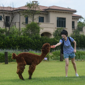 杭州“草泥馬”換裝