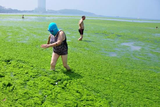 2013年7月3日，山東青島青島高溫來(lái)襲，“青島大媽”不懼滸苔，戴著“強(qiáng)盜面具”出現(xiàn)在海水浴場(chǎng)消暑降