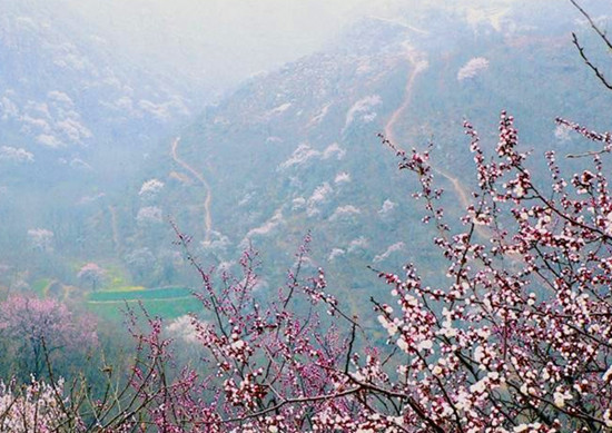 河南賞杏花:春色滿園關(guān)不住 一枝紅杏出墻來