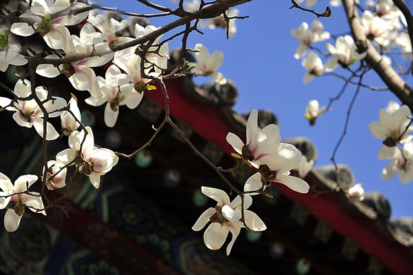 正是踏青賞花時(shí) 京華何處賞玉蘭