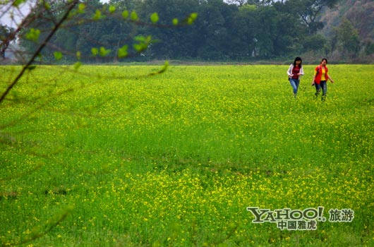 　　英德國家森林公園是廣東唯一的油菜花主題旅游景區(qū)。(圖片來源:CFP)