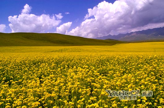 　　青海門源的油菜花景色甚為壯觀,十足的西部風(fēng)味。(圖片來源:CFP)