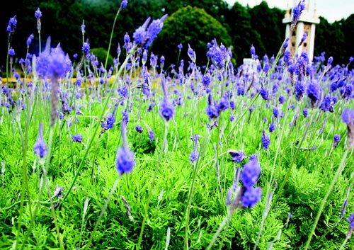 　　日月潭九族文化村內(nèi)水沙連歐洲花園園區(qū)內(nèi)數(shù)十萬株熏衣草,已開得美不勝收,令游客陶醉。