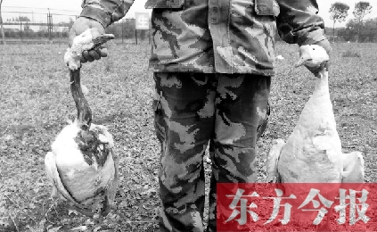 濟(jì)源一山間農(nóng)場遭襲，死傷200多只大鵝