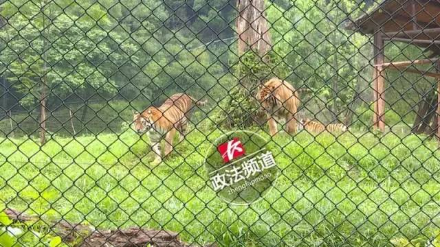 2女1男為逃票翻墻進(jìn)動(dòng)物園 落地時(shí)周圍站了7只虎