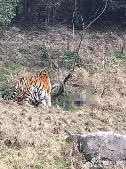 2女1男為逃票翻墻進(jìn)動(dòng)物園 落地時(shí)周圍站了7只虎