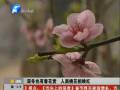 孟州大棚內(nèi)深冬開春花 朵朵桃花爭奇斗艷