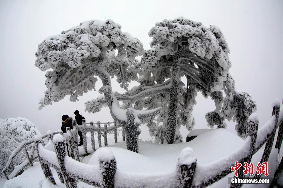 12月18日，雪后的安徽黃山風(fēng)景區(qū)出現(xiàn)了大面積雪凇美景，銀裝素裹，玉樹瓊枝，游人置身其間，如醉如癡。