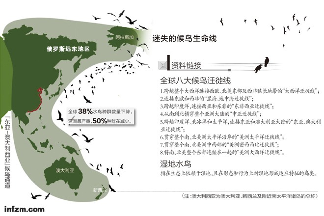 迷失的候鳥生命線（何籽/圖）